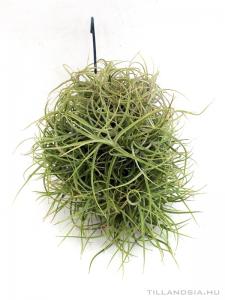 med